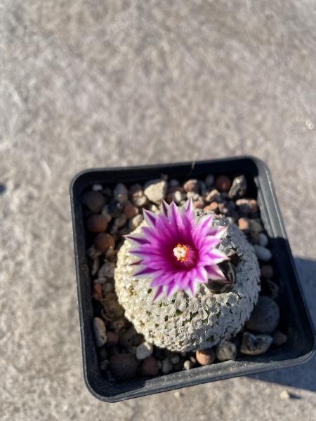 Turbinicarpus valdezianus